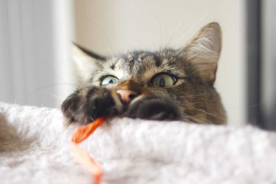 Почему кот гадит на кровать: приметы и суеверия