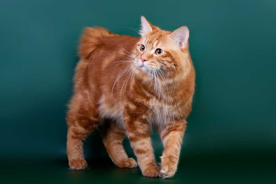 Курильский бобтейл: фото породы, цена котенка, описание стандарта и характера