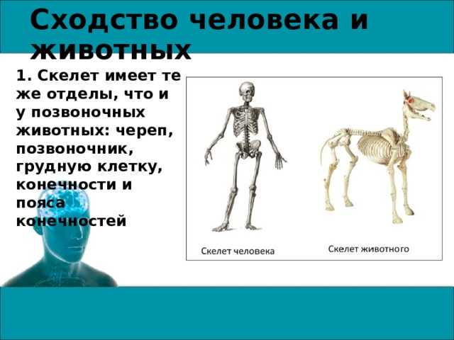 В чем сходство скелета человека и млекопитающих. Общие черты человека и животных. Сходства организма человека и животных. Различия позвоночных и человека. Сходство строения человека и животного.