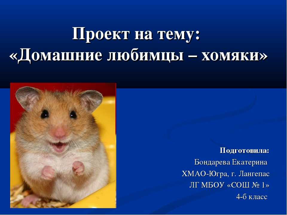 Презентация про хомяков