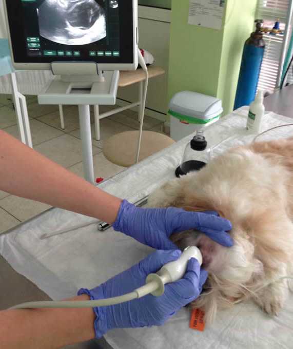 Лапароскопическая стерилизация кошек и собак