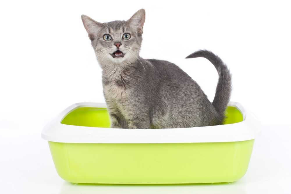 Сколько раз кормить котенка — режим питания по месяцам для котят от 1 до 6 месяцев!