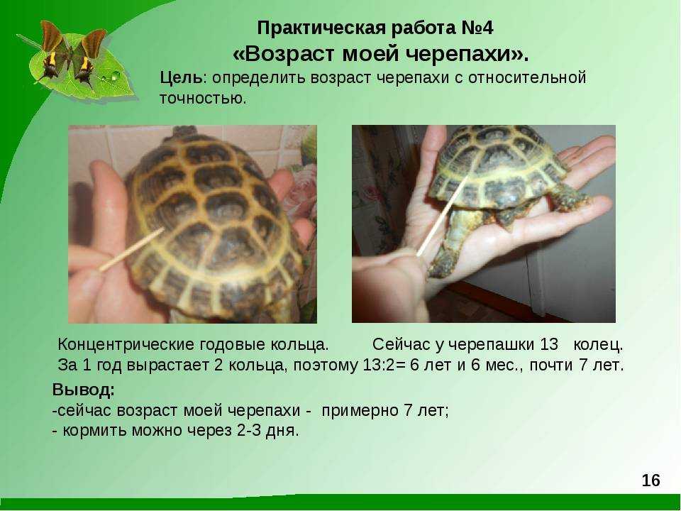 Способы определения возраста сухопутной среднеазиатской черепахи: длина панциря, панцирные кольца, внешний вид. Возраст черепахи по человеческим меркам.