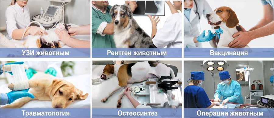 Хороший ветеринар рейтинг. Ветеринарная нефрология. Фиксация собак для ветеринарного осмотра. Ветклиники Москвы рейтинг. Собака ветклиника на белом фоне.