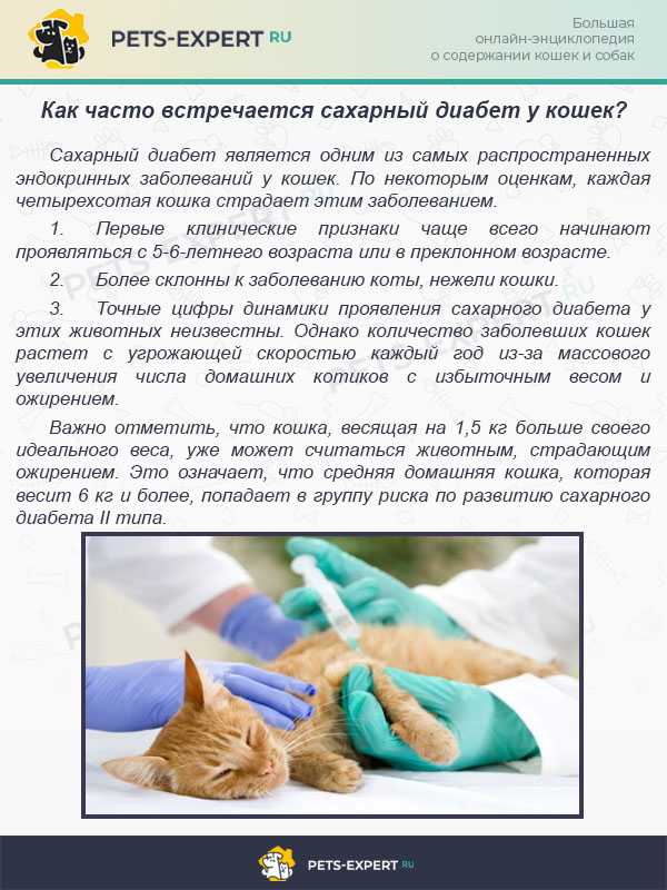 Вазелиновое масло для кошек и котов – мягкое средство от запора