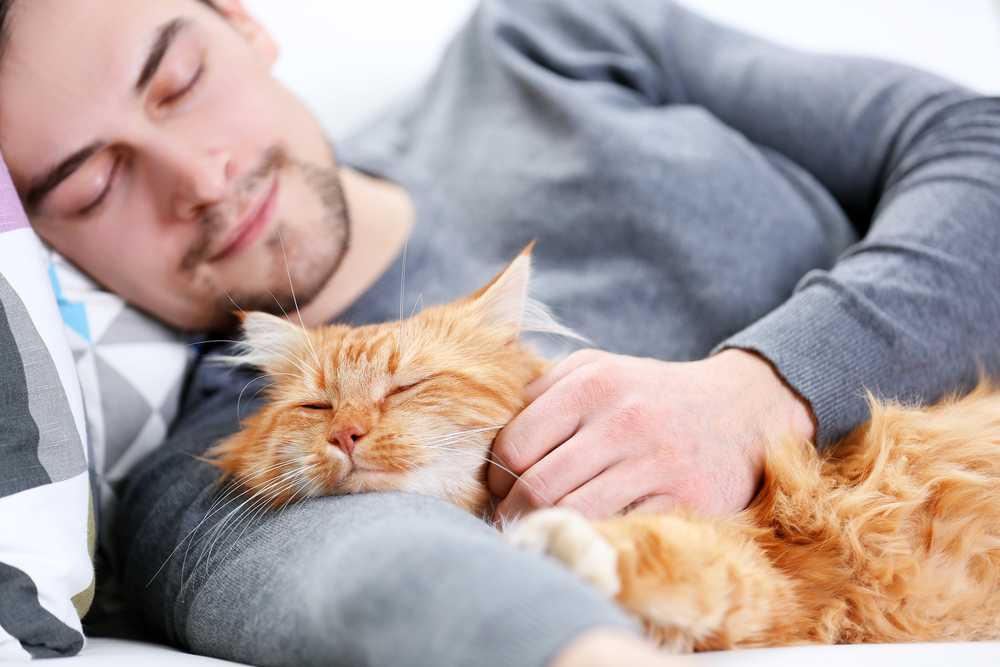 «давайте обниматься»: милый котик влюбил в себя будущих хозяев, просто обняв их
