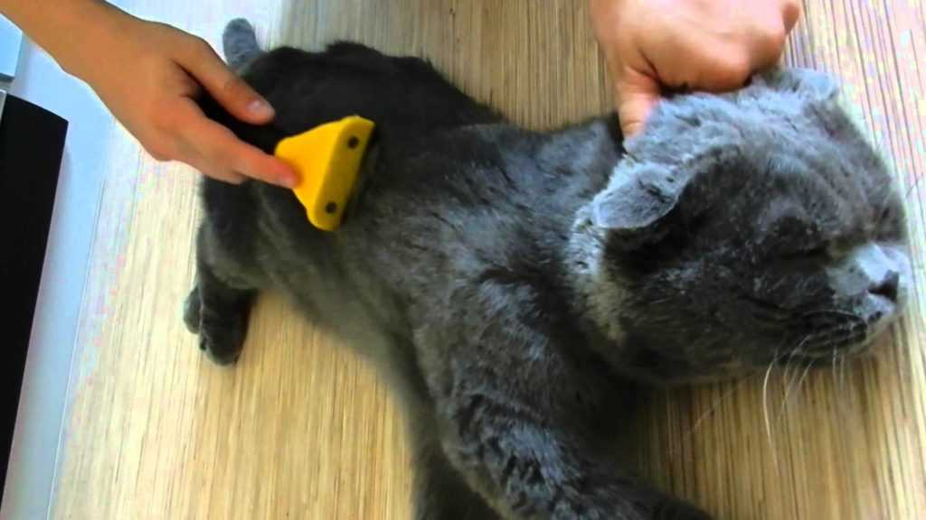 Лучшая перчатка для вычесывания шерсти у кошек