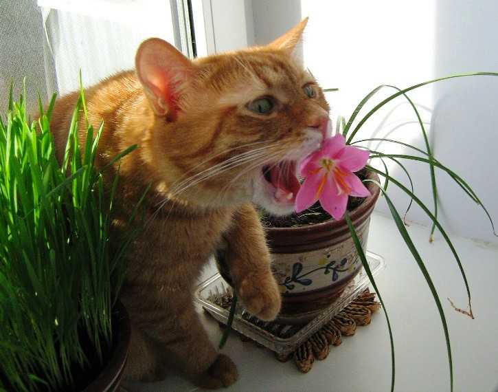 50+ ядовитых растений и цветов для кошек