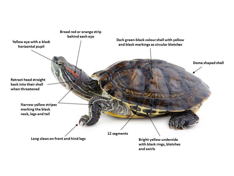 Черепаха дома - все о черепахах и для черепах. как выбрать черепаху для ребенка; какую черепашку лучше завести дома для ребенка