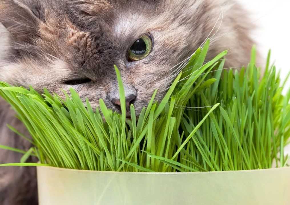 Почему кошки едят траву? и какую траву им можно есть?