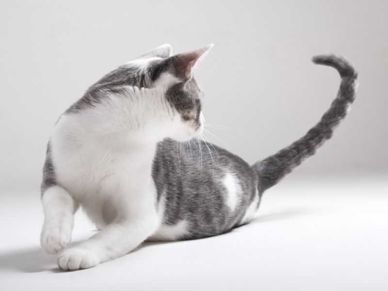 Почему у кота дрожит хвост. кошка трясет хвостом: что это значит? общение при помощи тела