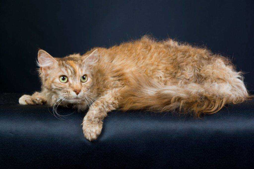 Ла-перм кошка : содержание дома, фото, купить, видео, цена