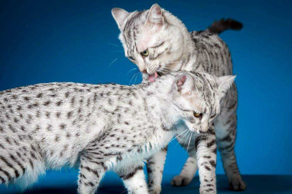 Сафари: описание породы кошек, уход, фото, цена