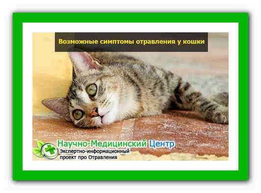 Что делать при отравлении кошки и кота А также возможные причины, симптомы и способы лечения кошек от отравления в домашних условиях.