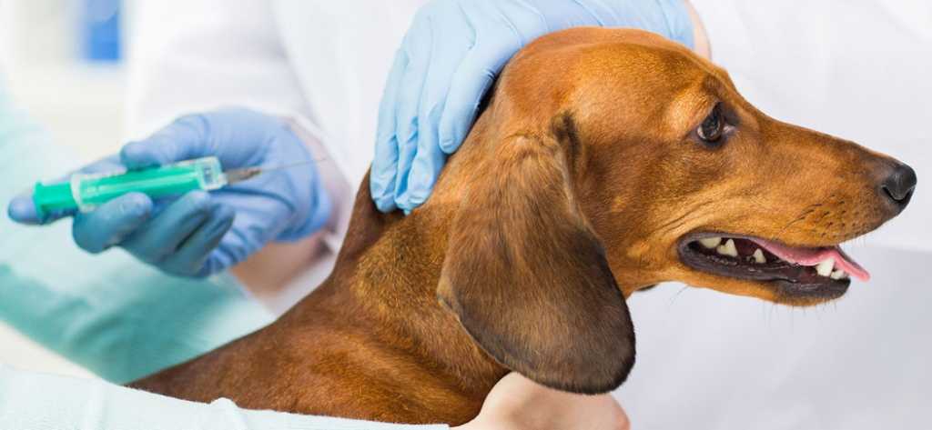 Сколько действует прививка от бешенства у собаки? | ветклиника зоостатус