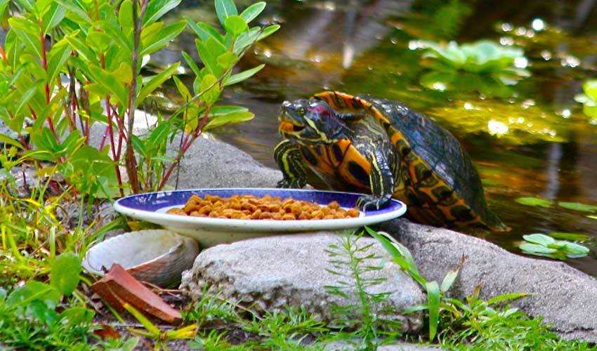 Как и чем кормить черепаху в домашних условиях - правильный рацион питания для декоративных аквариумных черепашек