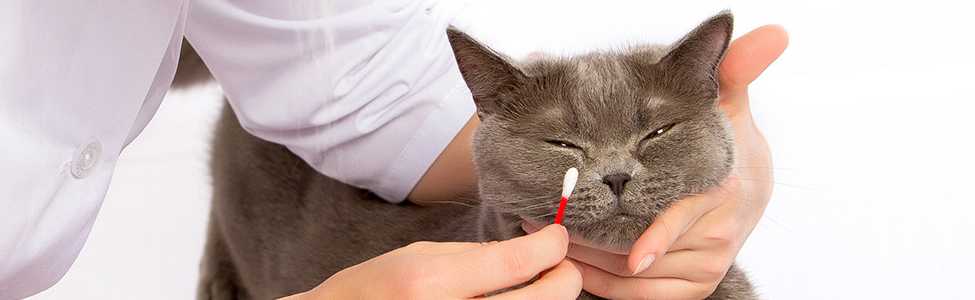 Токсоплазмоз, хламидиоз – болезни глаз у кошек: симптомы, лечение - донецкий ветеринарный диагностический центр