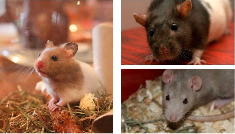 Виды и породы домашних декоративных крыс с фото и описаниями