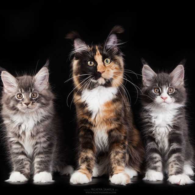 10 новых пород кошек с названием, описанием, характером, ценой: инструкция +фото и видео