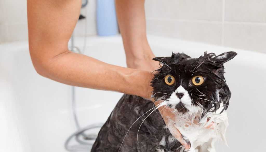 Как помыть котёнка в домашних условиях?