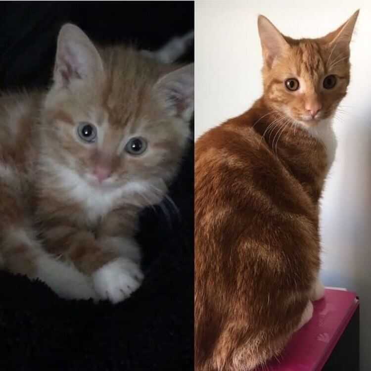 Как приучить кошку к новому котенку