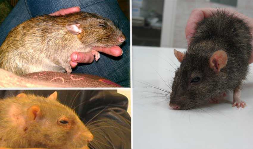 Продолжительность жизни крыс в домашних условиях