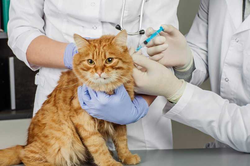 Комплексная прививка для кошек и котов