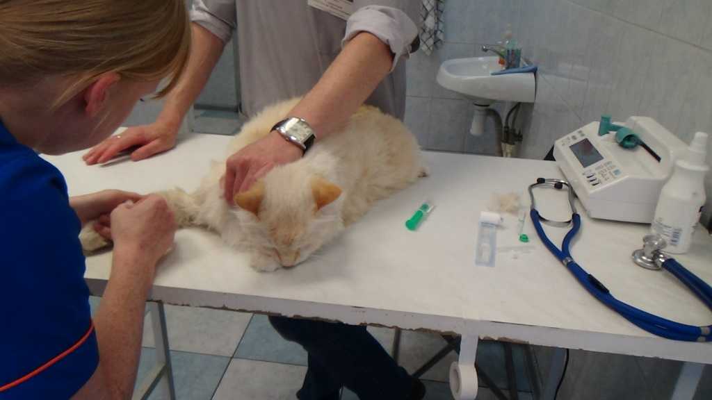 Летальные инфекции кошек: какие и их признаки