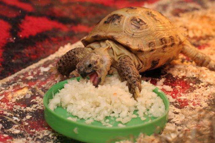 Чем кормить черепаху красноухую в домашних условиях