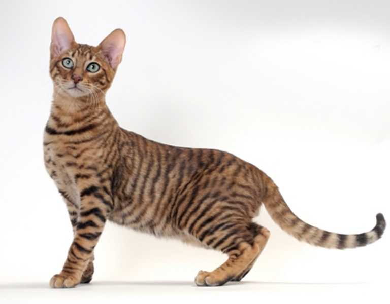Тойгер: фото, описание породы кошек