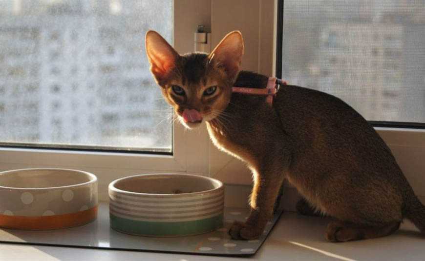 Чем кормить котенка от 1 до 3 месяцев? можно ли давать ему сухой корм? сколько раз в день кормить месячного и двухмесячного котенка?