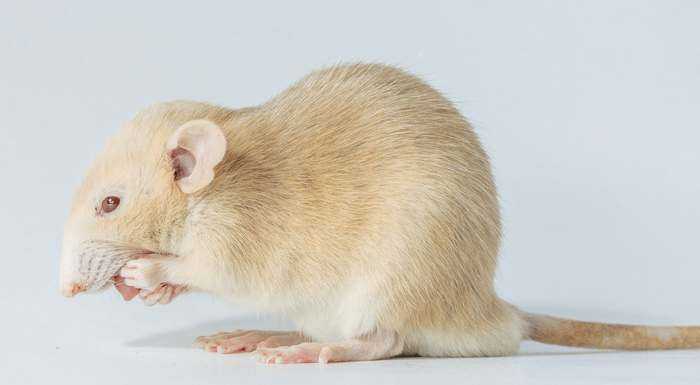 Декоративные крысы: породы и виды, какие бывают разновидности