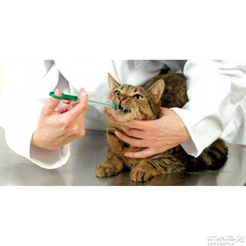 Как давать препараты животным - ветеринарные клиники ситивет