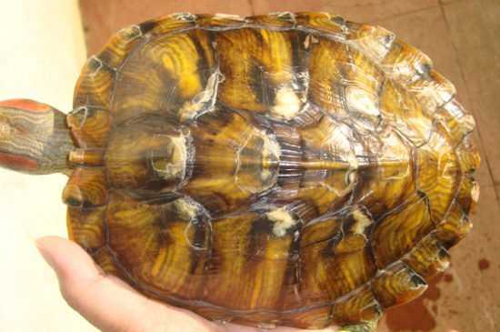 Почему у черепахи белые пятна на панцире, причины и лечение белого налета у красноухих и сухопутных черепах