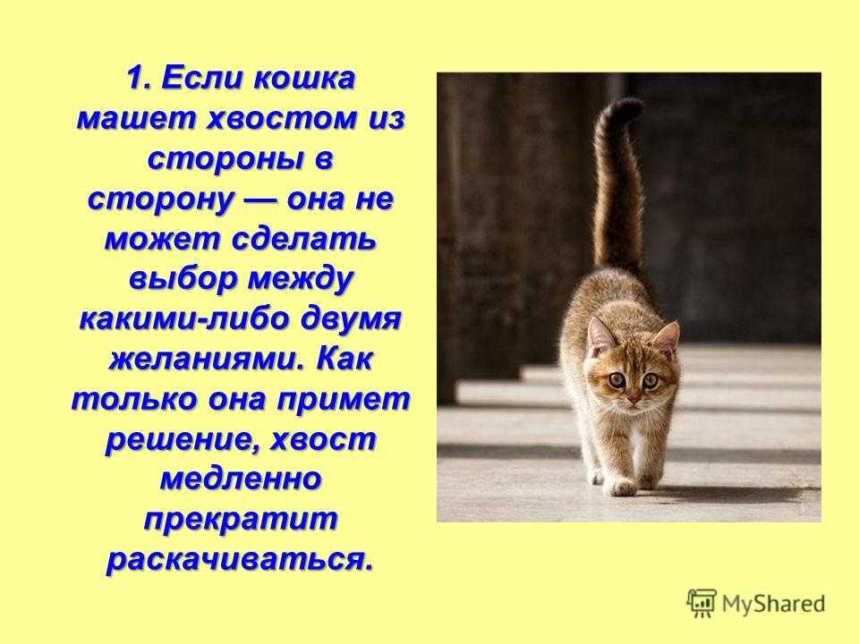 На хвосте каждой кошки. Кошка виляет хвостом. Коты виляют хвостом. Почему кот машет хвостом. Кошка размахивает хвостом.