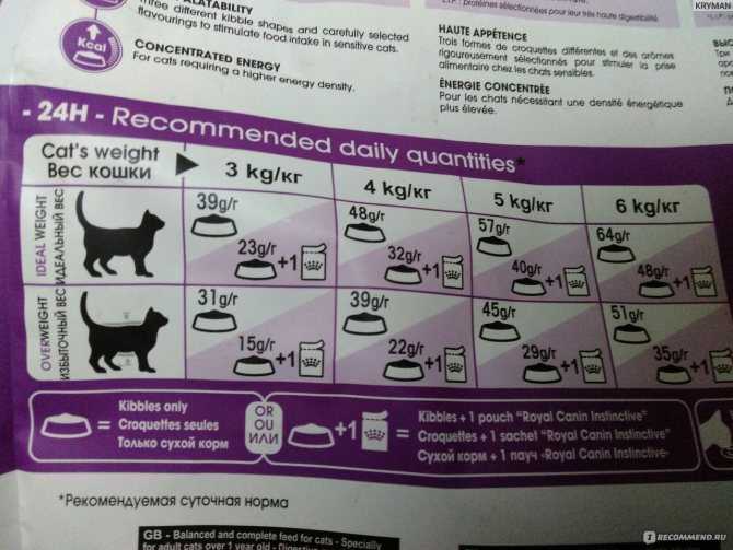 Сколько раз в день нужно кормить кошку: нормы кормления, правильный рацион питания, таблица