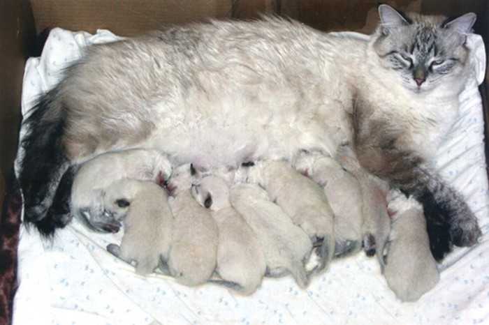 Сколько по времени рожает кошка | в первый раз, как долго проходят роды