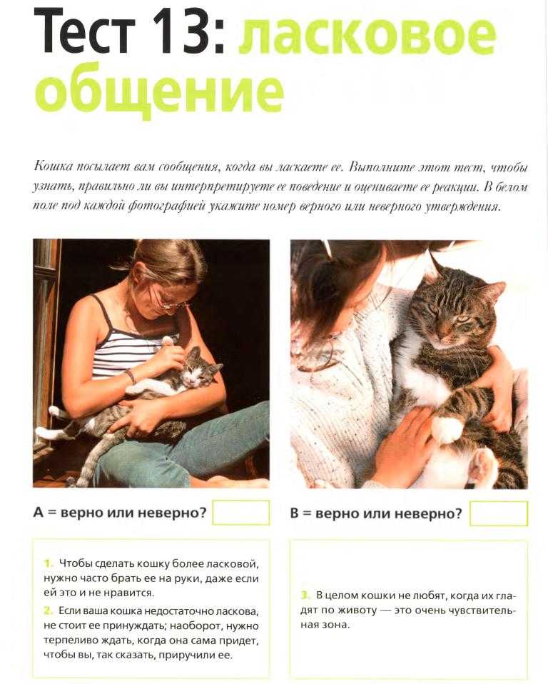Правильное воспитание котенка: советы и рекомендации экспертов