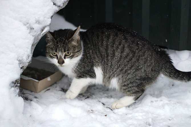 Может ли кошка замерзнуть насмерть? опасность кошек на улице зимой