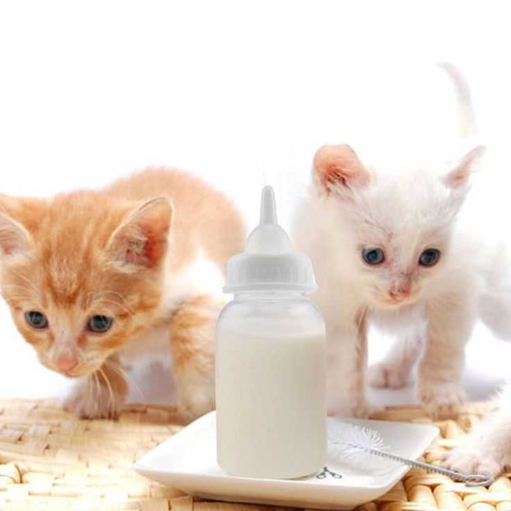 Почему кошка не кормит новорождённых котят
