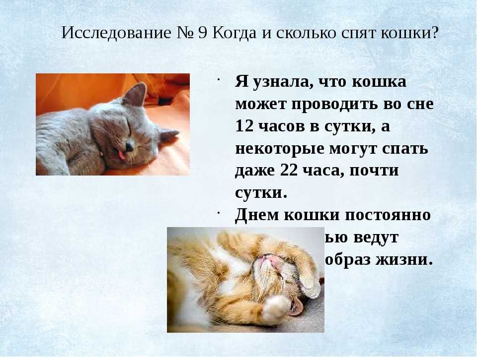 Почему коты постоянно спят. Сколько спят кошки. Продолжительность сна кошки. Сколько коты и кошки спят. Сколько спят кошки в день.