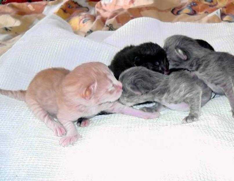 Какие рождаются вислоухие котята фото