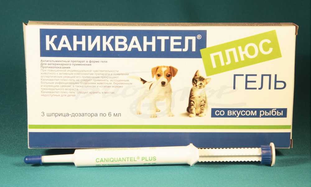 Каниквантел для собак: инструкция по применению препарата, когда применяется, дозировка
