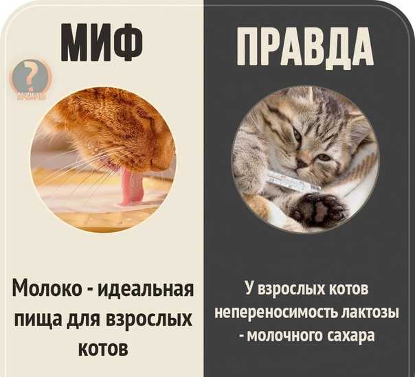 ᐉ почему у кошки 9 жизней - zoovet24.ru