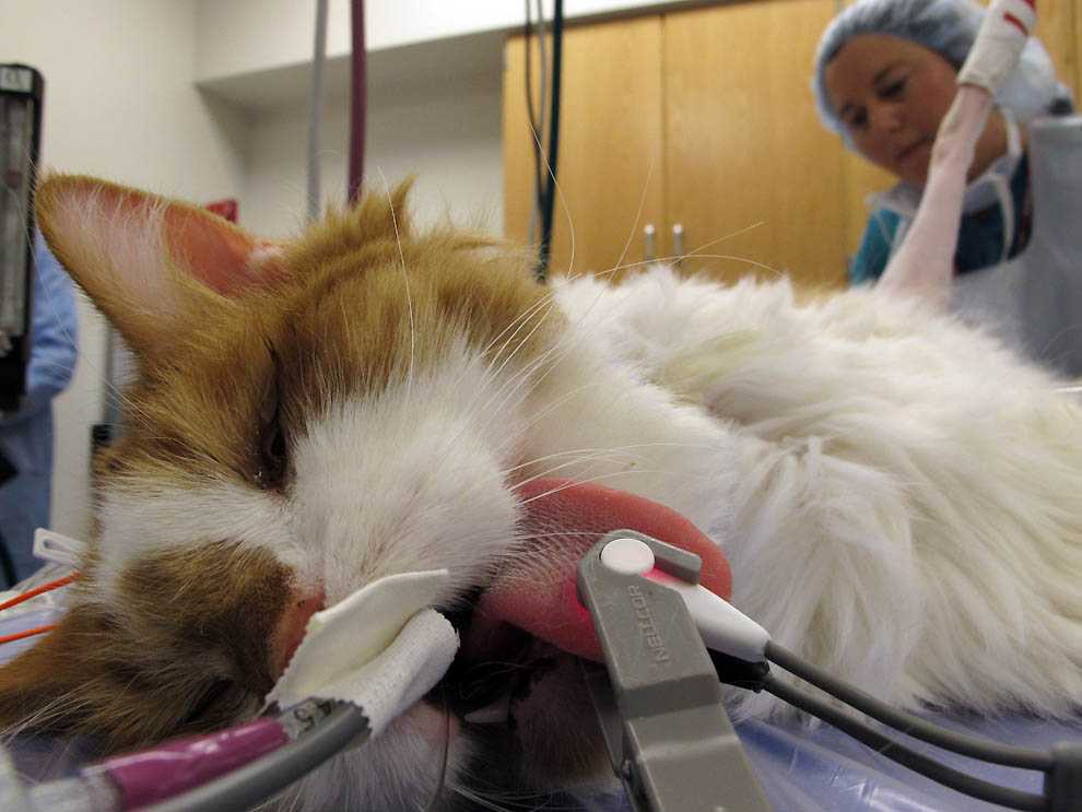 Сколько кошка отходит после наркоза после стерилизации | как долго, выход