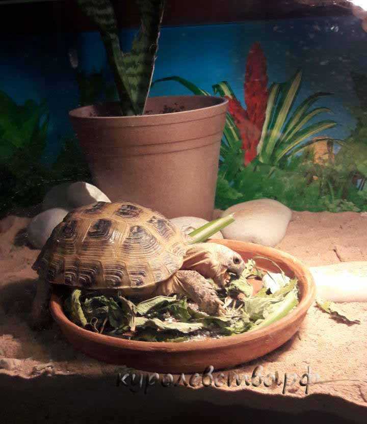 Корм для красноухих черепах: сколько нужно давать сухого корма? можно ли кормить кормом gammarus? лучший корм для черепах в домашних условиях