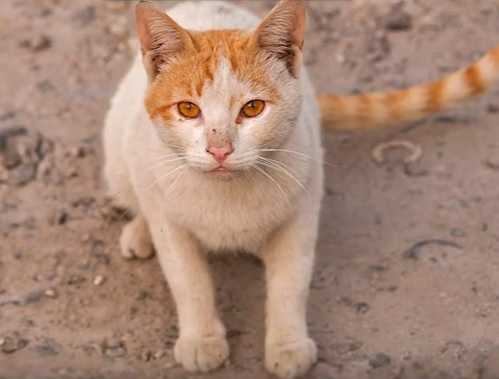 Арабский мау (аравийский мау) — описание породы кошек