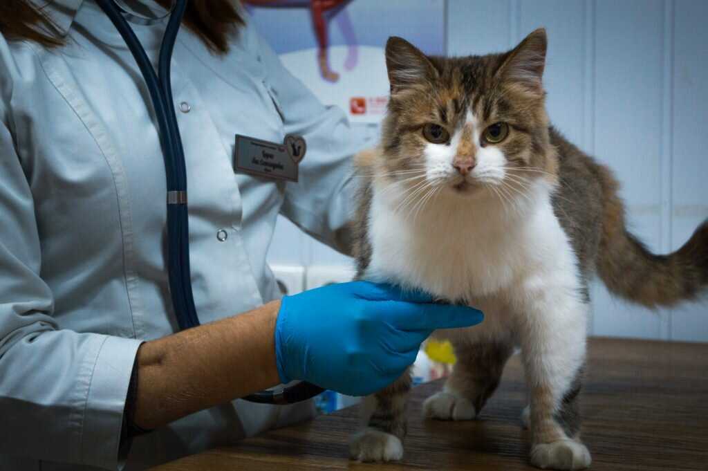 Сколько кошка отходит от наркоза после стерилизации: правильный уход в первые часы