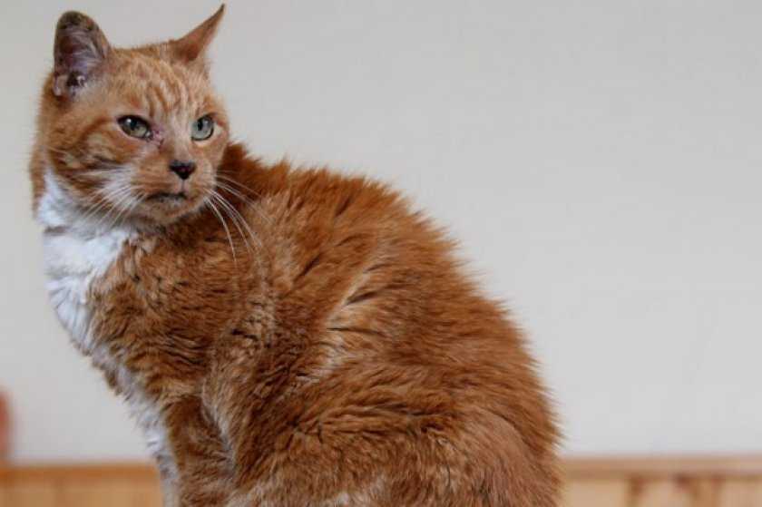 Самый старый кот в мире книга рекордов гиннеса фото 31 год, 38 и 39 лет отпраздновал, по кличке вельвет, в россии