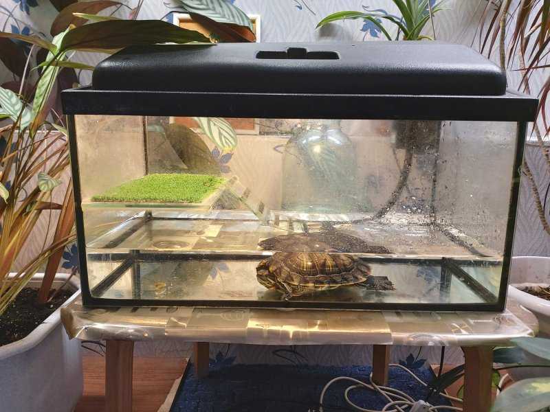 Сколько нужно воды в аквариуме для красноухой черепахи в период бодрствования и спячки, какую лучше наливать и как следить за порядком